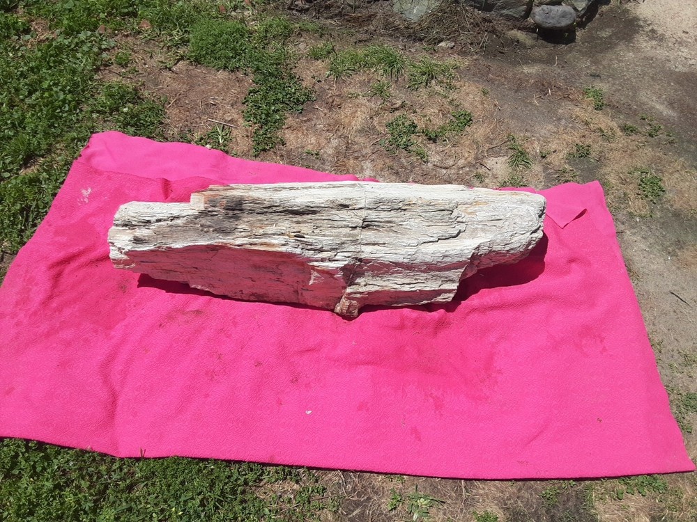 PETRIFIED LOG