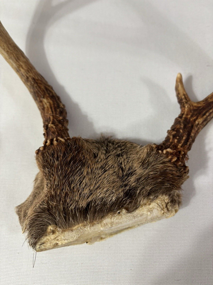 deer horns 5 Pointfrom South Georgia