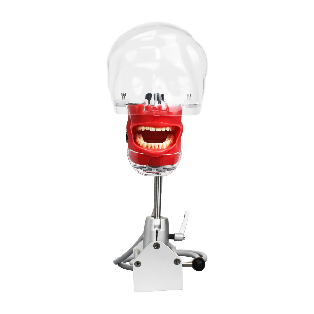 Mannequin Head Teeth Model Desk Fixing Clip Dental Teaching Practicing Head Mold