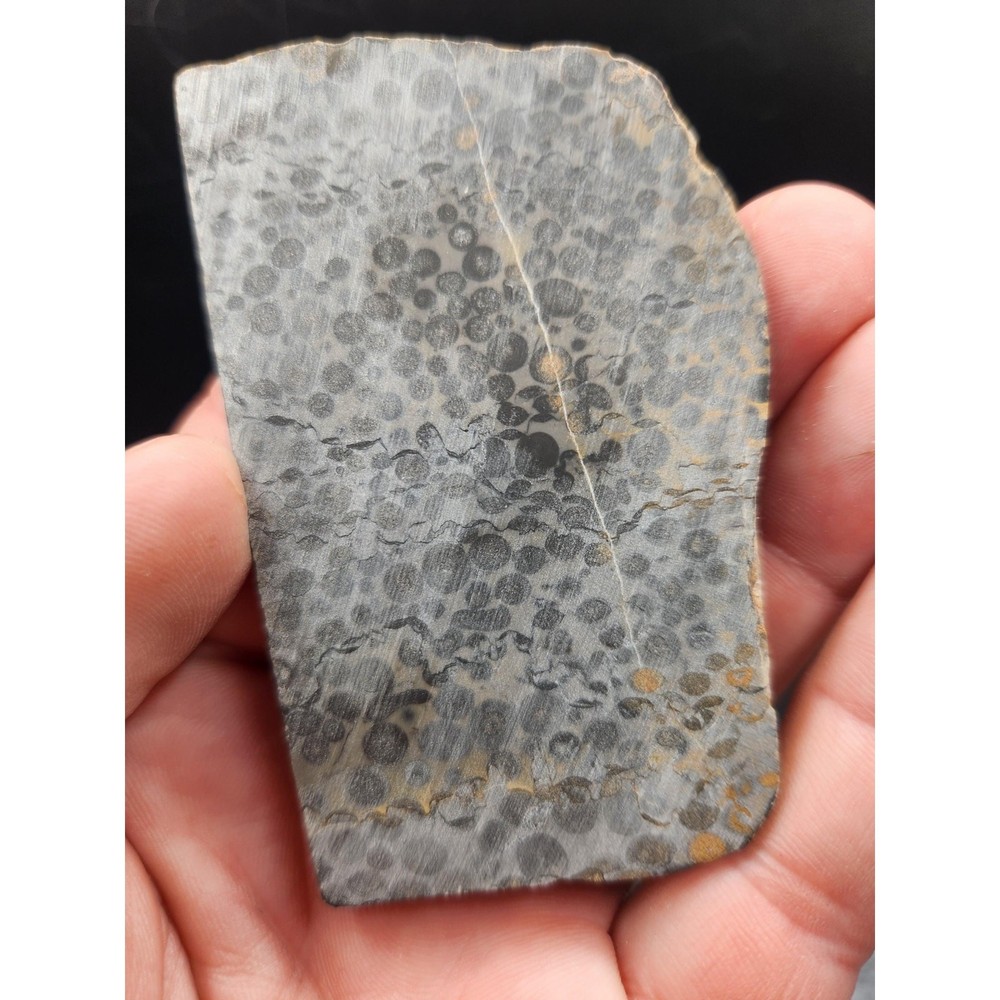 Chinese Oolite Slabs (unpolished)