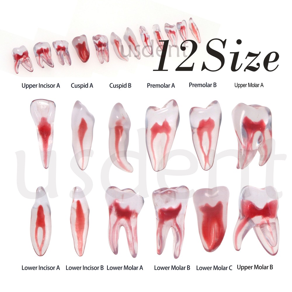 3D Dental Endo Root Canal Teeth Model Practice Block for RCT Pulp Cavity Study