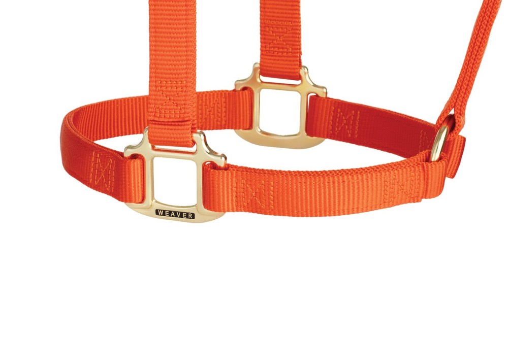 Original Non-Adjustable Halter , 1" Orange