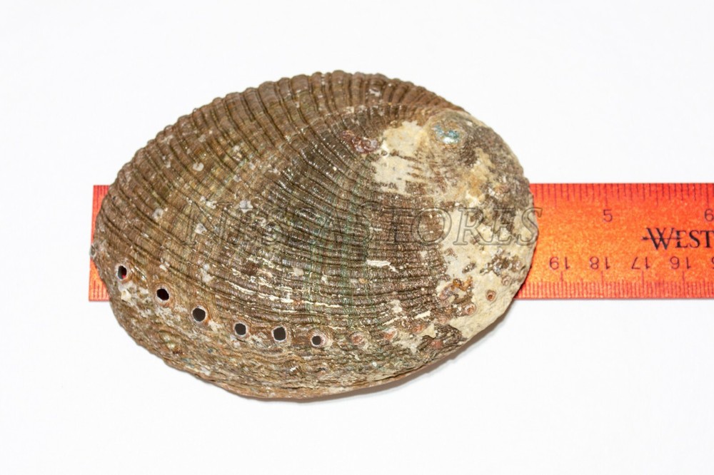 NessaStores- White Sage 4" & Abalone Shell 4" - 5" (1 Kit)