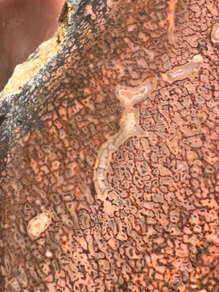Dinosaur gem bone rough chunk.