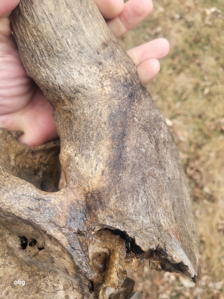 Historic Large Bison Horn Core Partial Skull river find