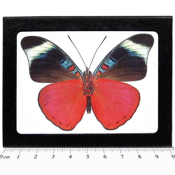Panacea prola verso REAL FRAMED BUTTERFLY RED FLASHER PERU