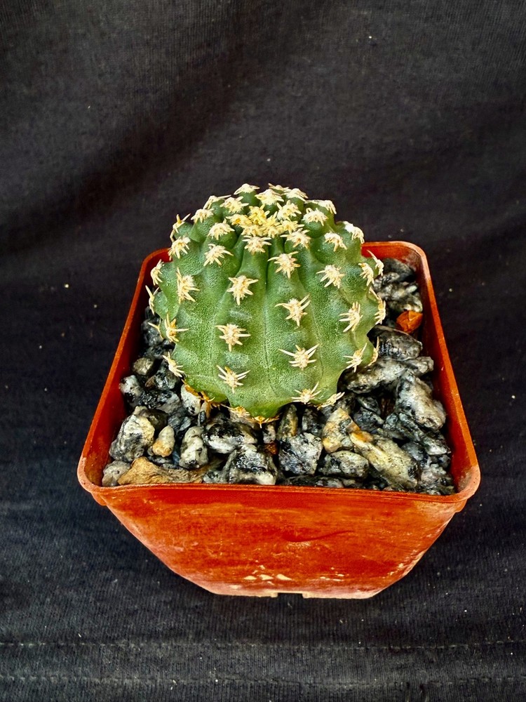 Pygmaeocereus bieblii, cactus plant