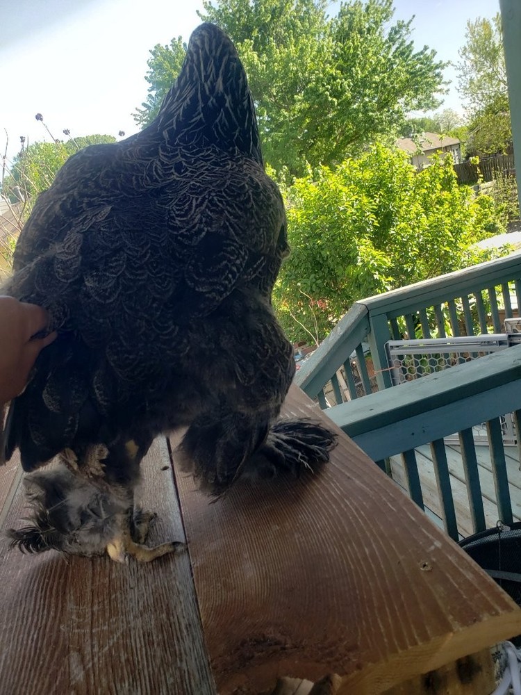 6ea BRAHMA Chicken Hatching Eggs mix. buff,white, browntan, black whithe