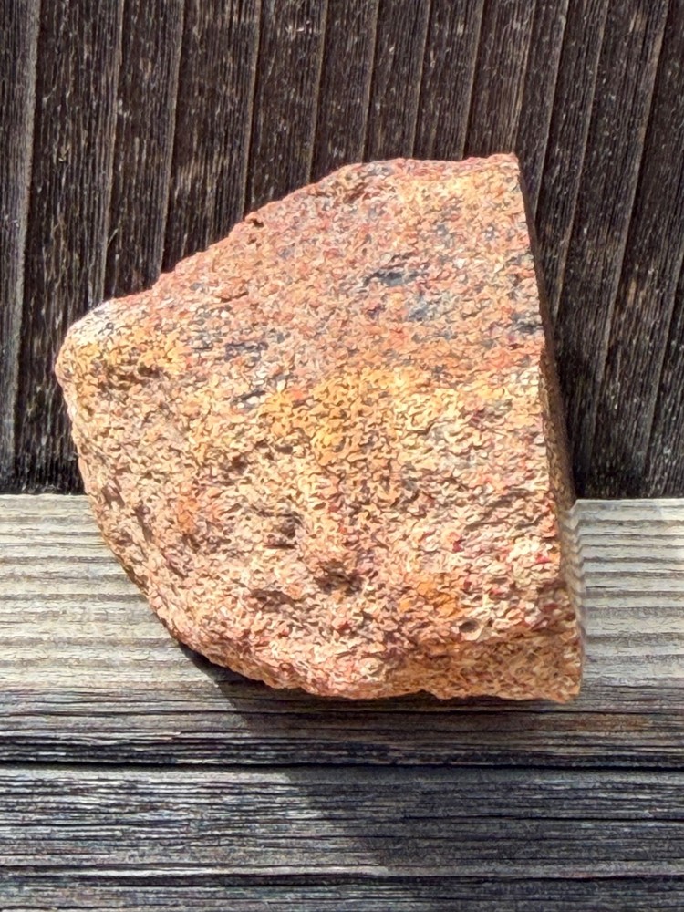 Dinosaur Gem Bone Polished Fossil Display