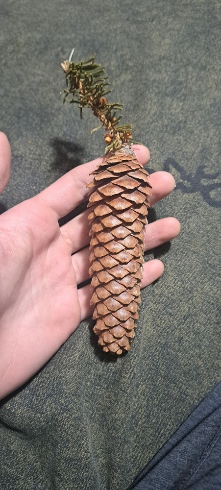 Pine Cone Shaped Like A Carrot