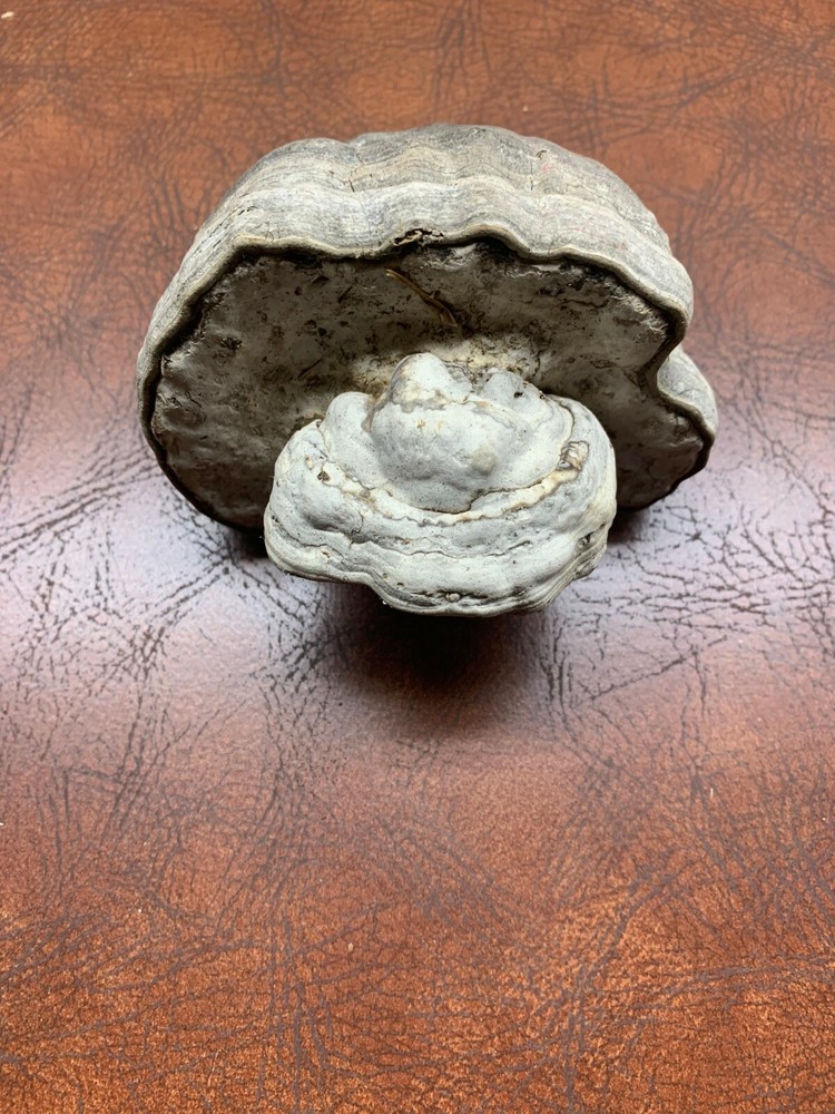 Conk, Approximately 4 x 5 Inches