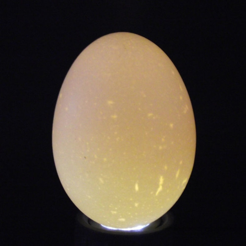 BLACK RITE FARM EGG CANDLER CANDLING BROODER INCUBATOR CHICKEN POULTRY LIGHT