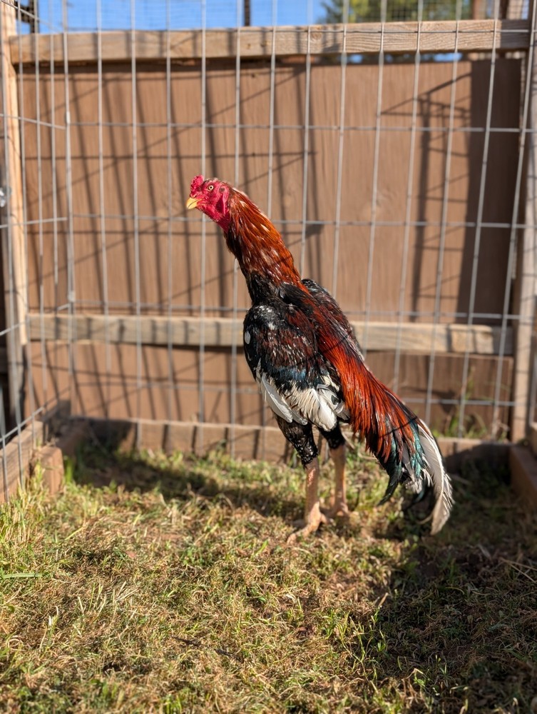 8 Oriental Hatching Eggs