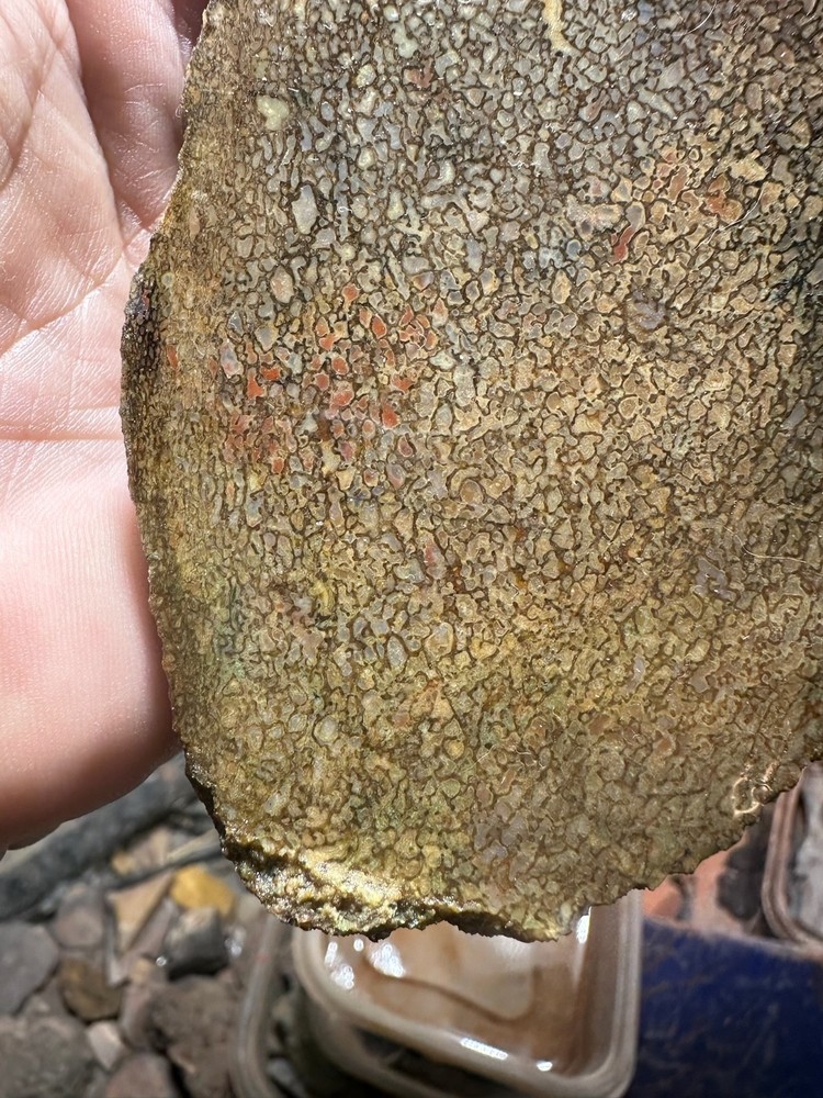 Dinosaur bone rough **hxtled slab.