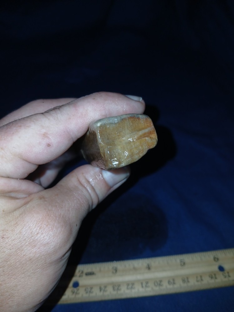 4 oz Texas Petrified Wood
