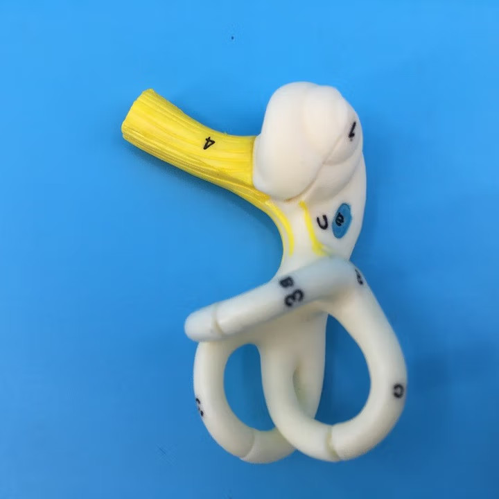 Human Body Ear Semicircular Canal Cochlea Model Inner Ear Dissection Model