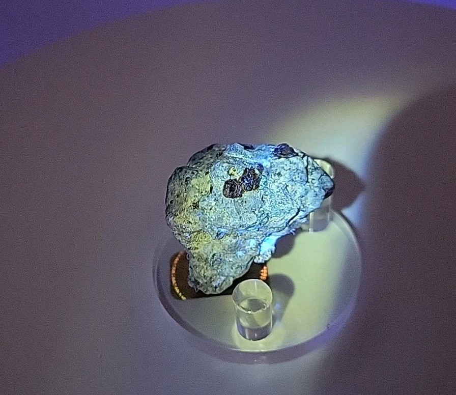 Full Dinosaur Fossil Skull Authentic