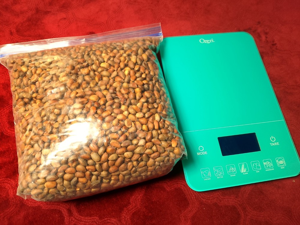 Pinon pine nuts Arizona 1 lbs. Raw