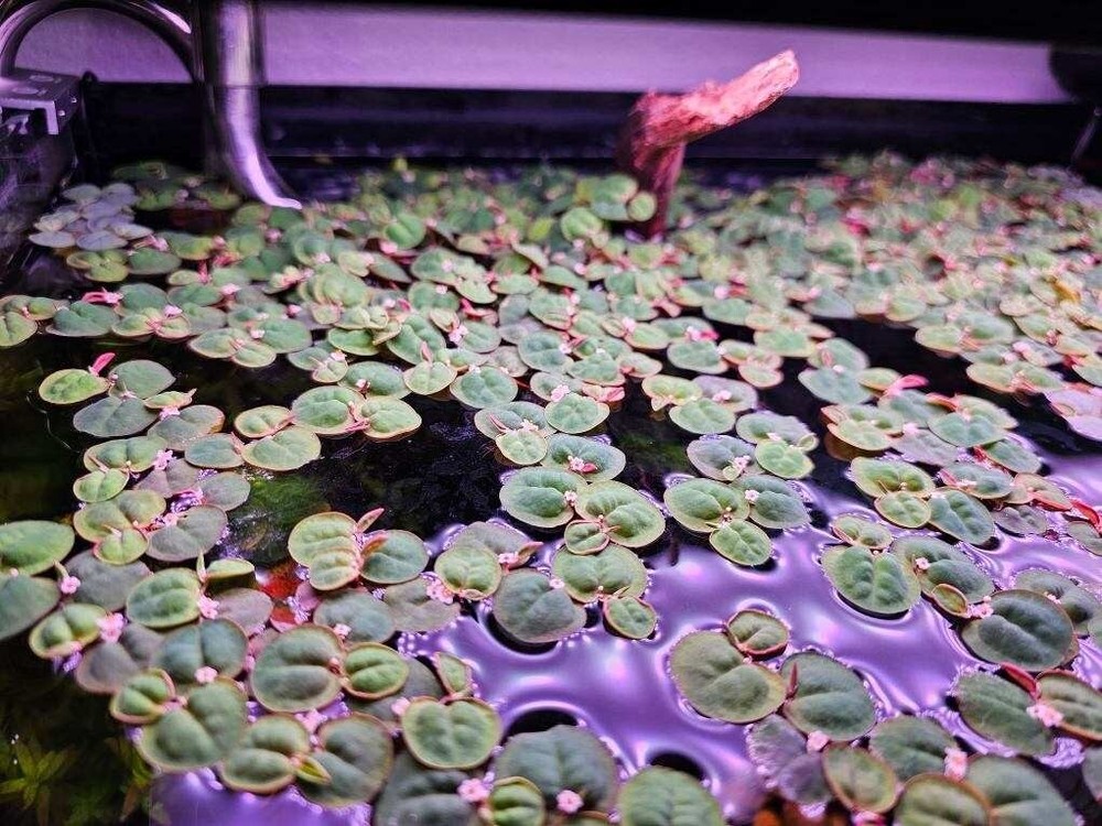 Red Root Floater (Phyllanthus Fluitans) - 5 Pack