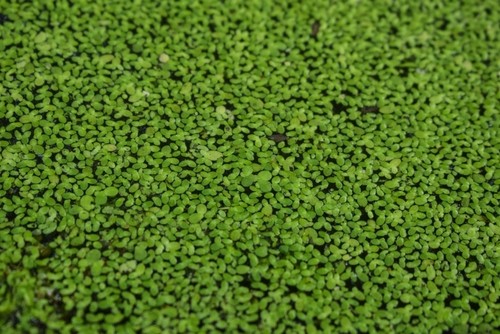 Duckweed (Lemma Minor)