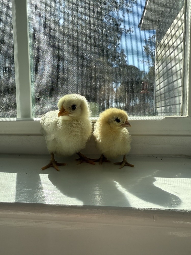 6++ Serama Chicken Hatching Eggs