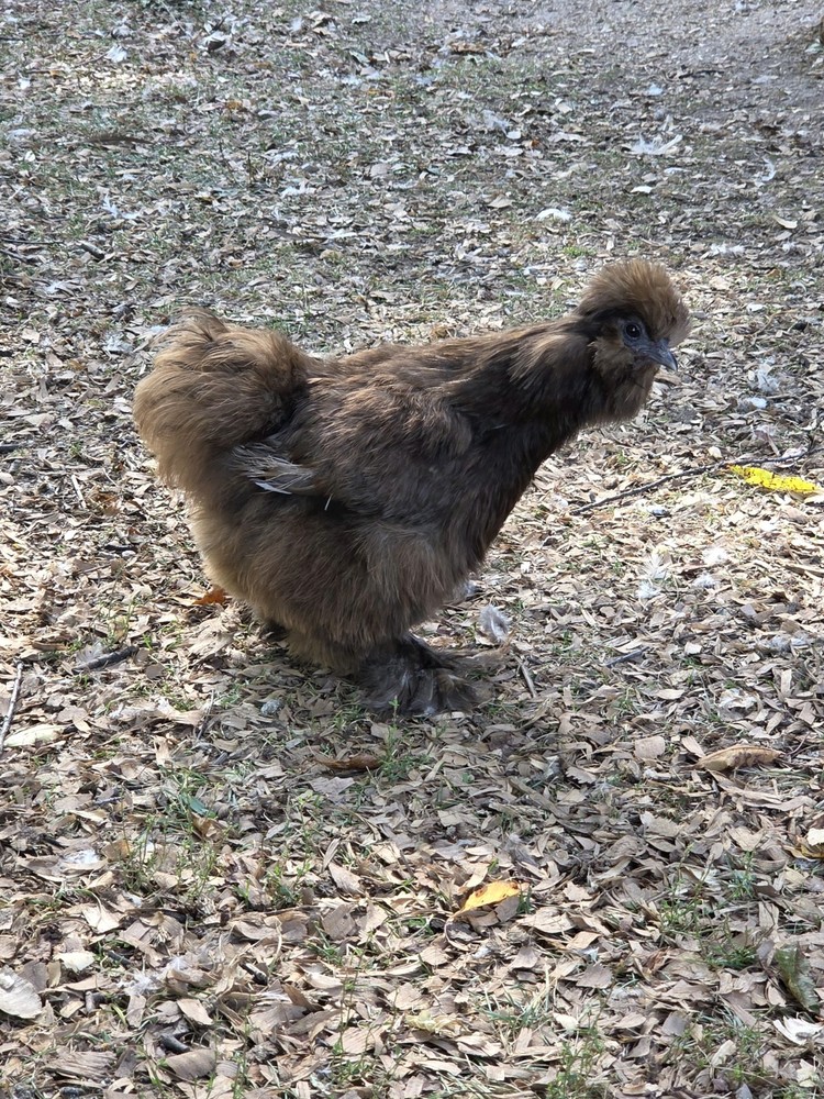 6+ Silkie Fertilized Eggs