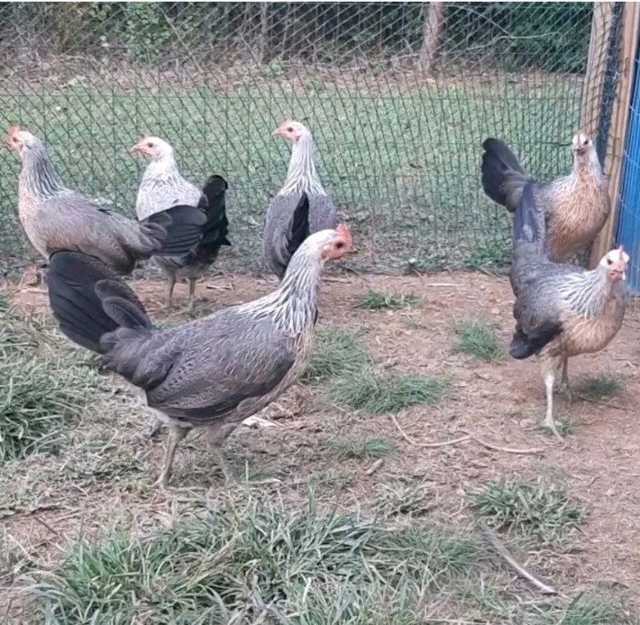 12 Chicken Hatching Eggs.