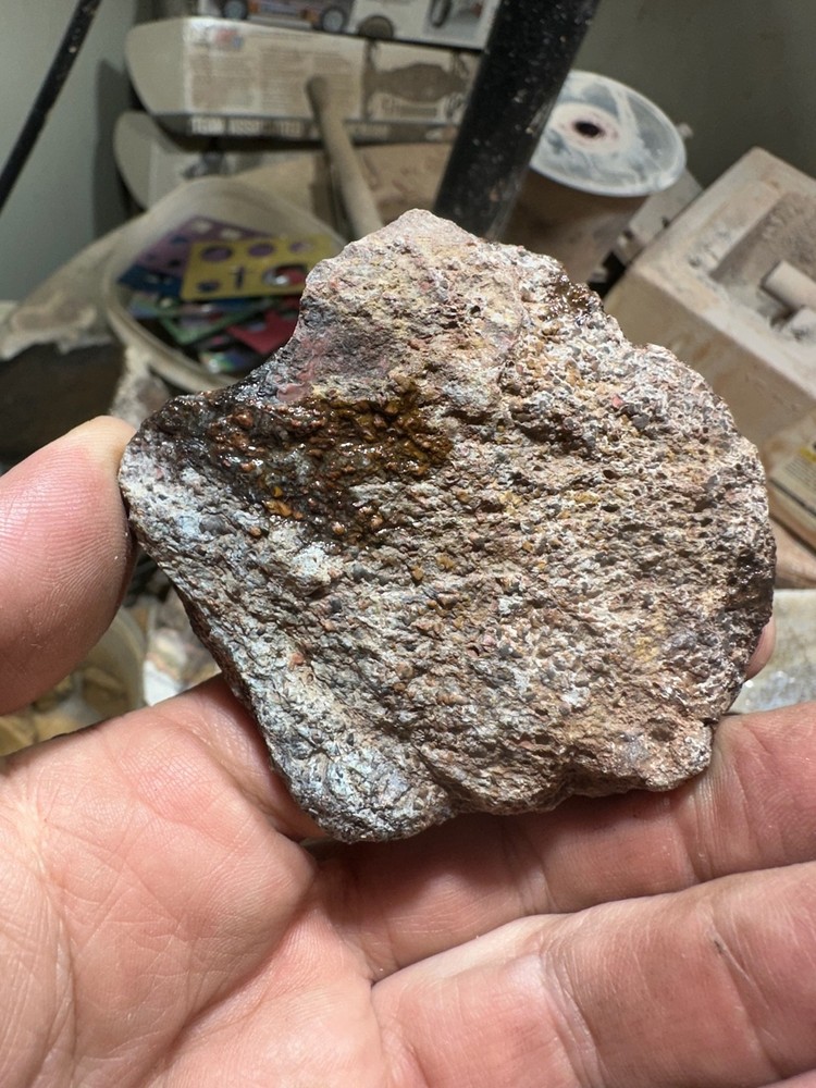Dinosaur bone rough **hxtled end cut.