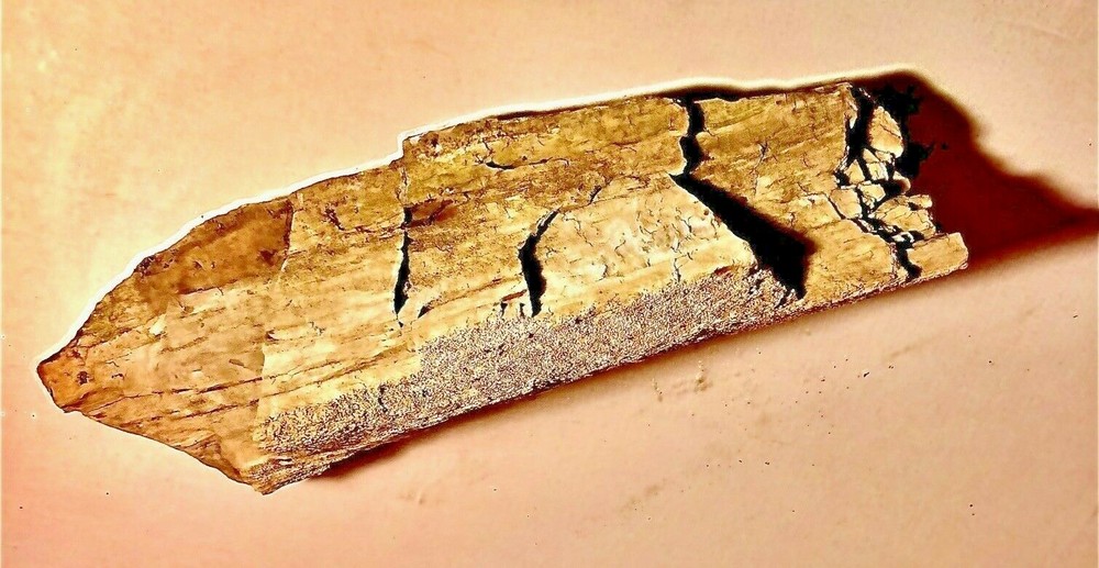 Petrified Wood Nice Large Kansas Example