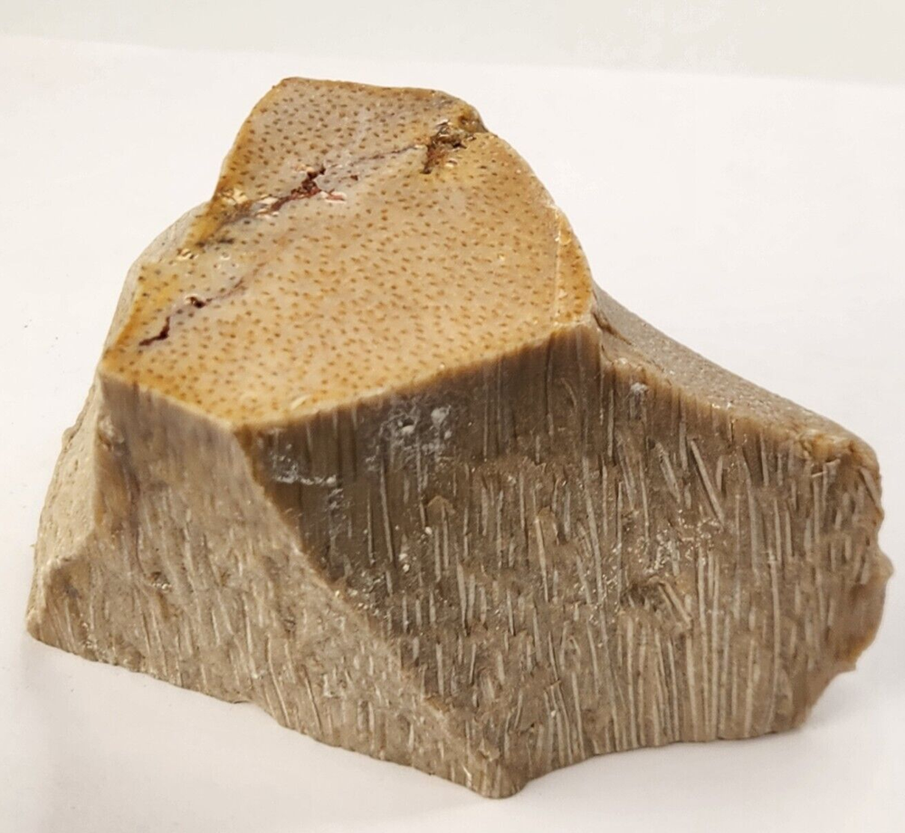 Petrified Wood Section - Unknown Age and Locality - Likely Texas