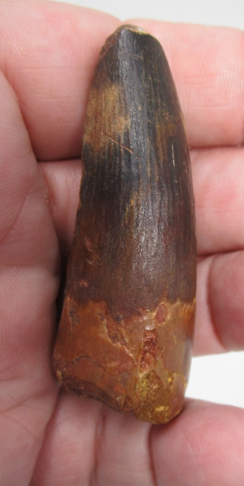 Cretaceous Spinosaurus Dinosaur Tooth Smooth Enamel