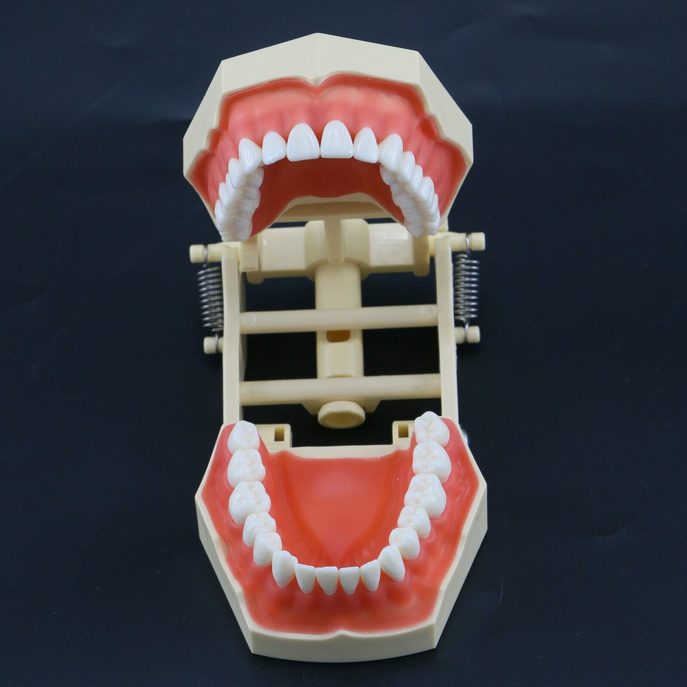 Dental Restorative Typodont Teeth Model Frasaco AG3 Type 32Pcs Removable Teeth