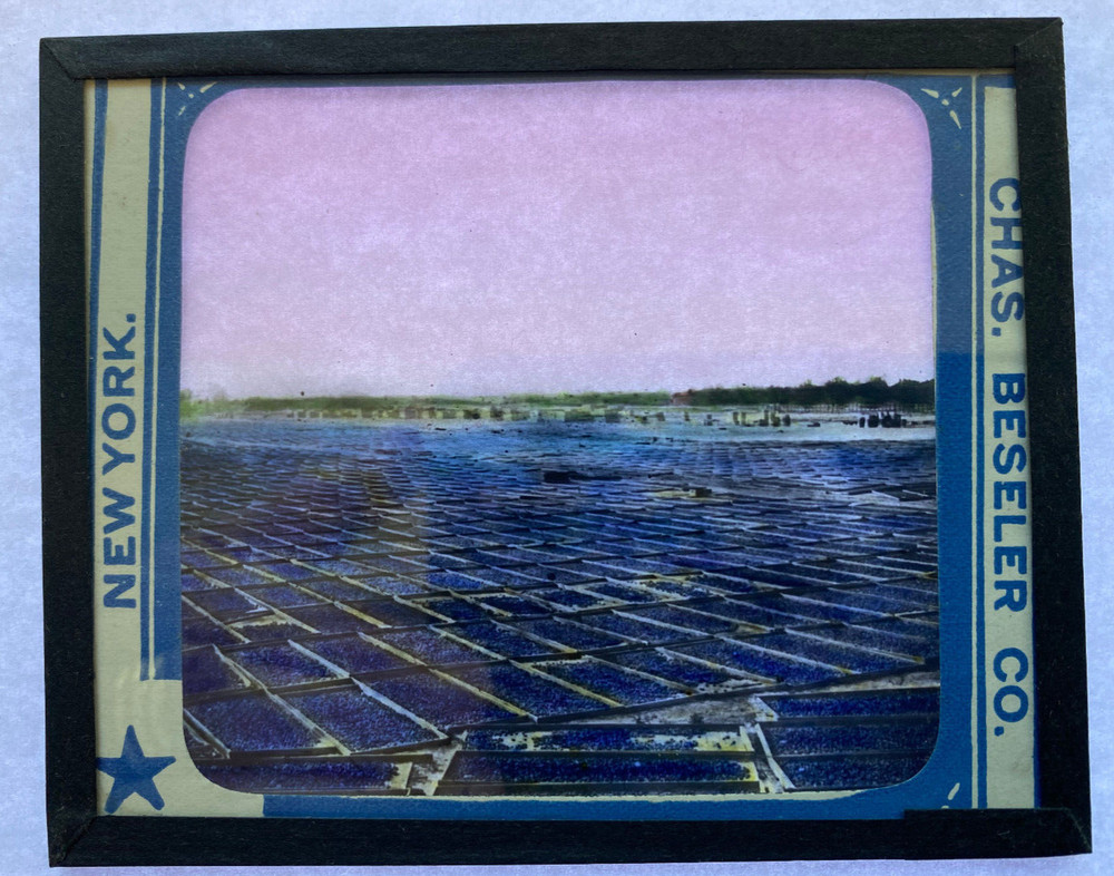 COLORED MAGIC LANTERN SLIDE PRUNES CALIFORNIA 1900s