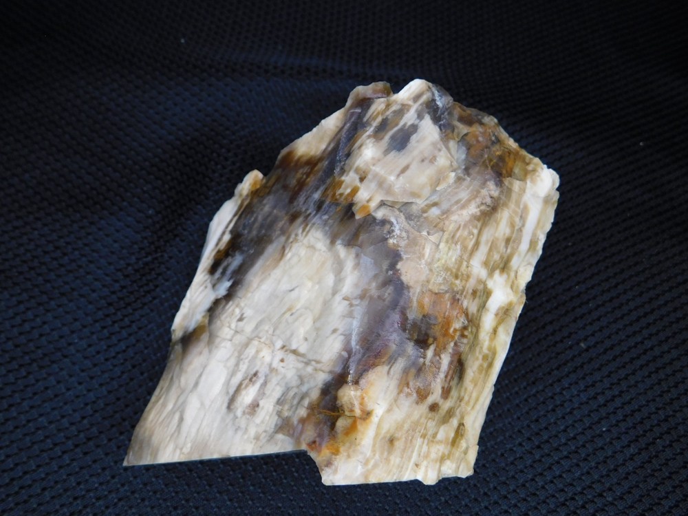 Petrified Wood Opalized Cut Display Specimen 2 lbs. 14 oz.