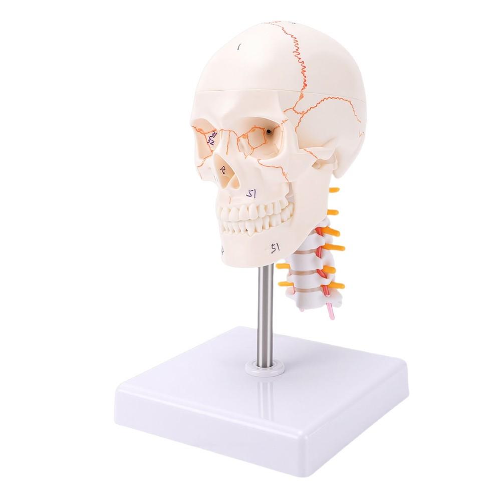 1/2 Skull With Cervical Spine & Brain Teaching Display Model