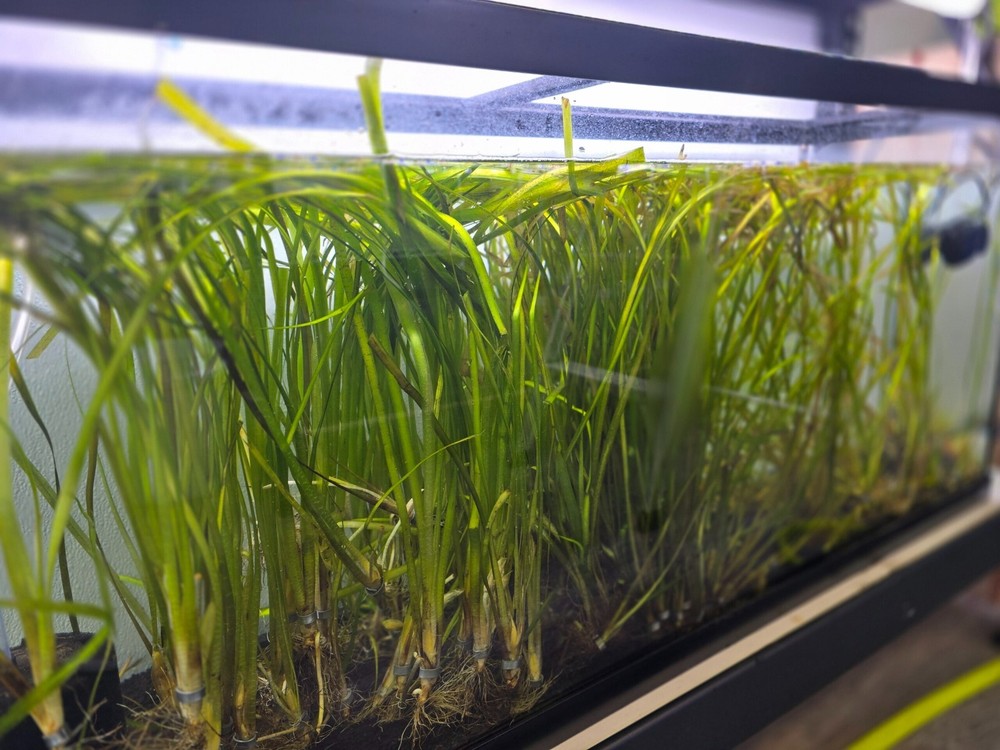 10 Gallon bundle 10 Aquatic Plants