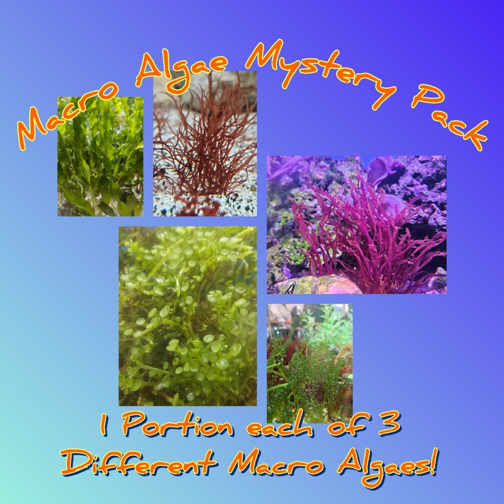 Live Macro Algae Mystery 3 Pack