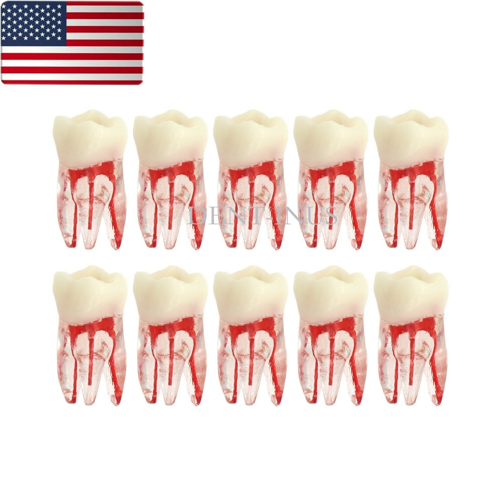 US Dental Endo Molar Root Canal Study Practice Block Pulp Cavity Model RCT/MTA