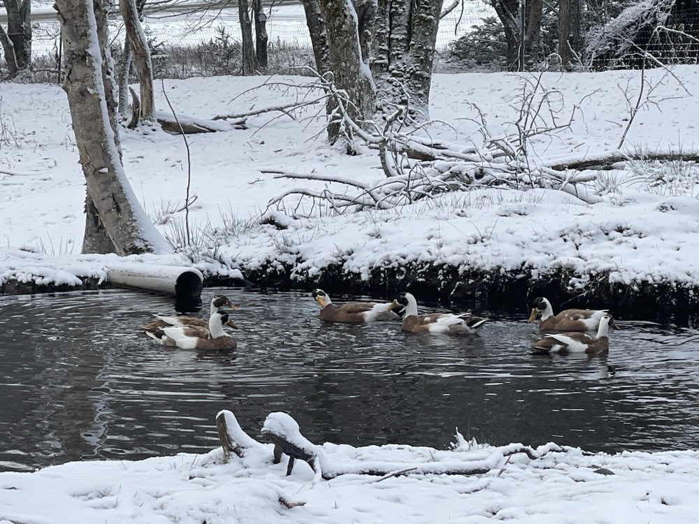 Emory / Emery Penciled Runner Duck Hatching Eggs - 6 Fresh Laid Eggs