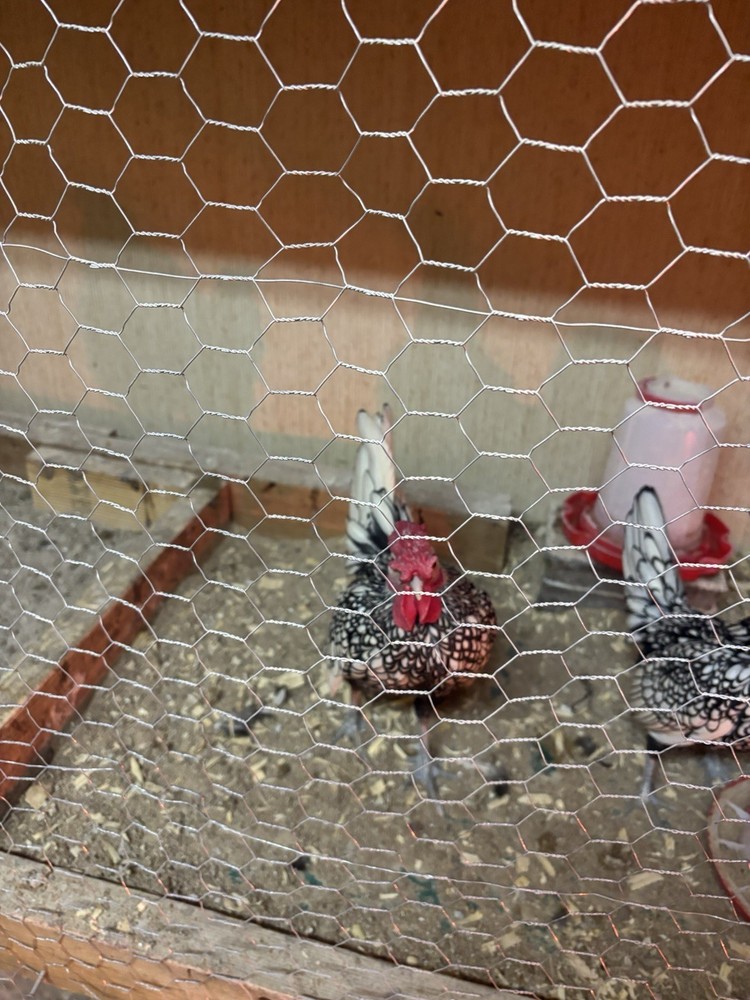 Silver Seabright Hatching Eggs - 6 Eggs