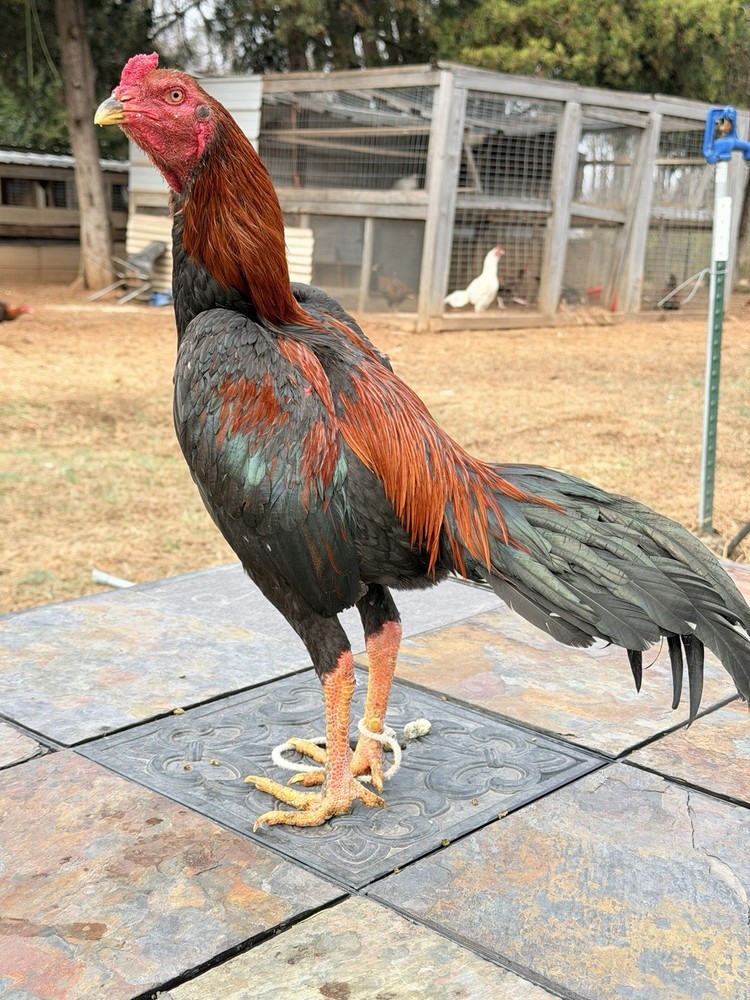 1Asil/Aseel Thai Chicken Hatching eggs