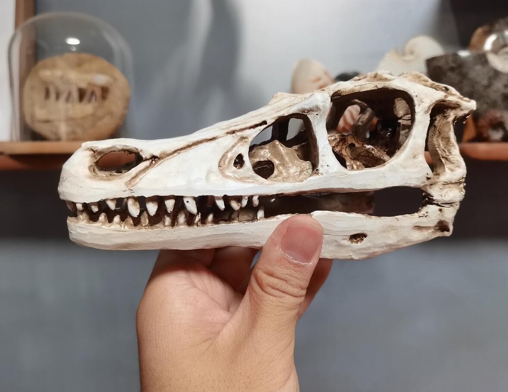 Velociraptor Skull model Dinosaur Model Statue Display Animal Model