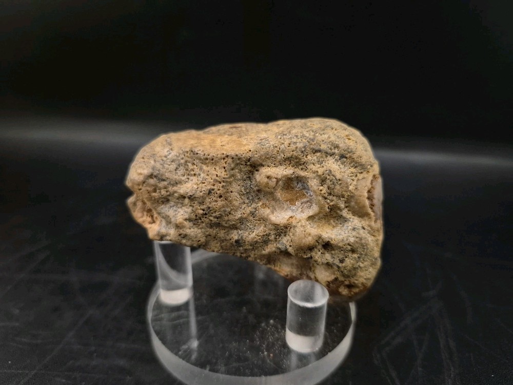 Sauropod Skull Fossil 🦕