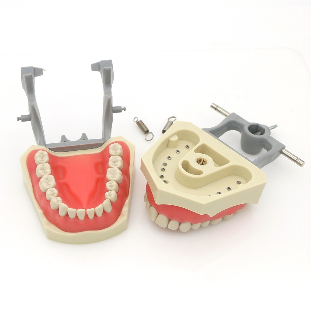 US Columbia Dentoform 860 Type Dental Typodont Model With 32Pcs Removable Teeth