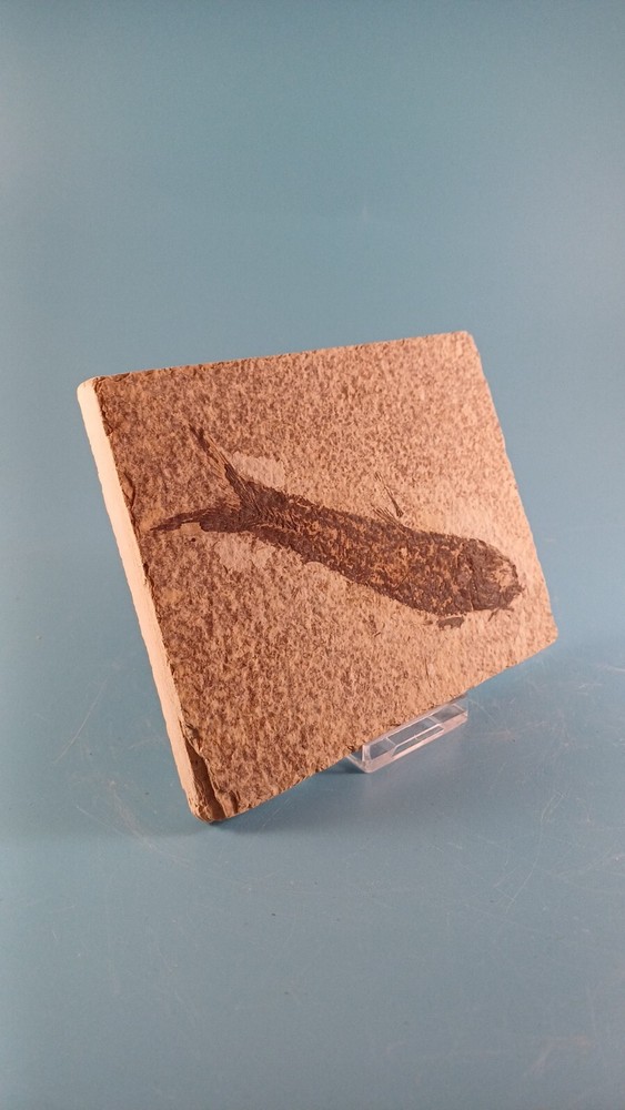 fossilised fish 50 to 30 million years old