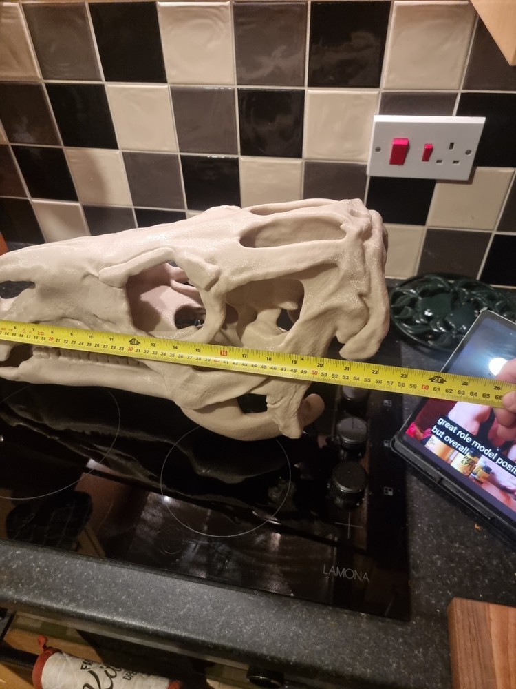 Iguanodon Replica Skull Large Dinosaur Skull Model