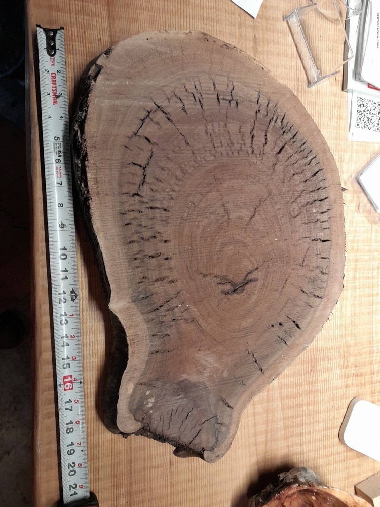2 Inch Thick Black Walnut Slice