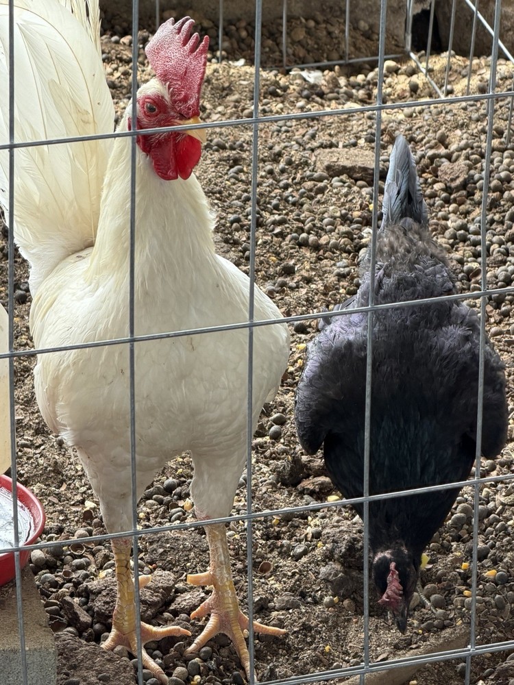 6 hatching eggs White & Black kel-war