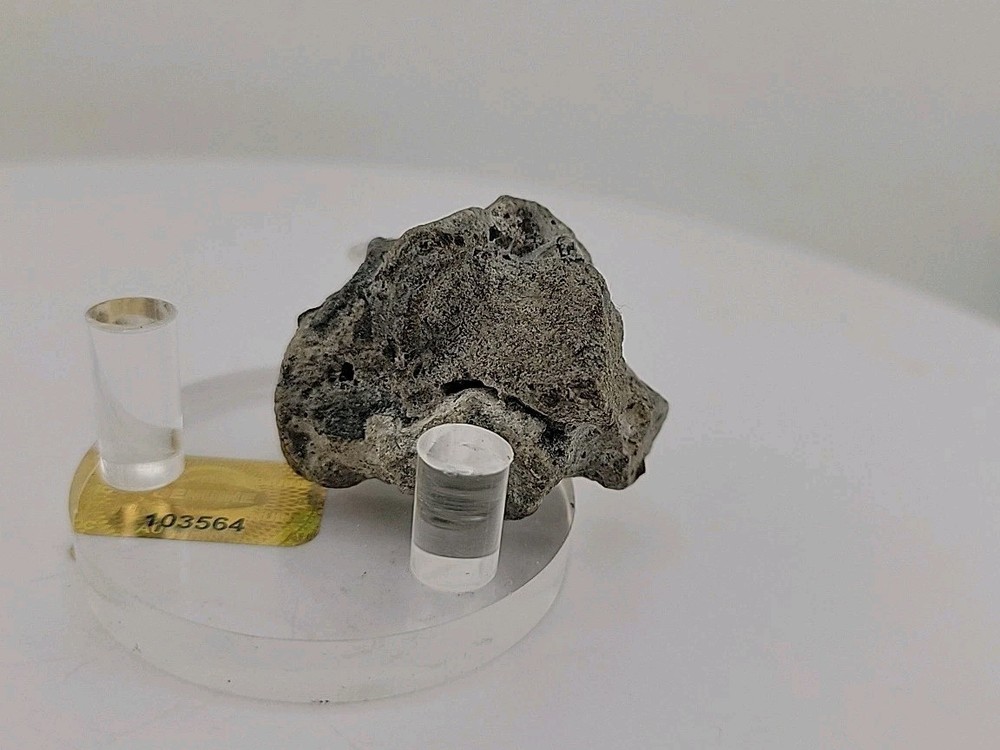 Full Dinosaur Fossil Skull Authentic