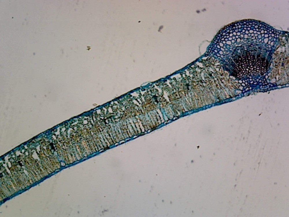 Microscope Slide, Syringa Vulgaris Leaf, Cross Section